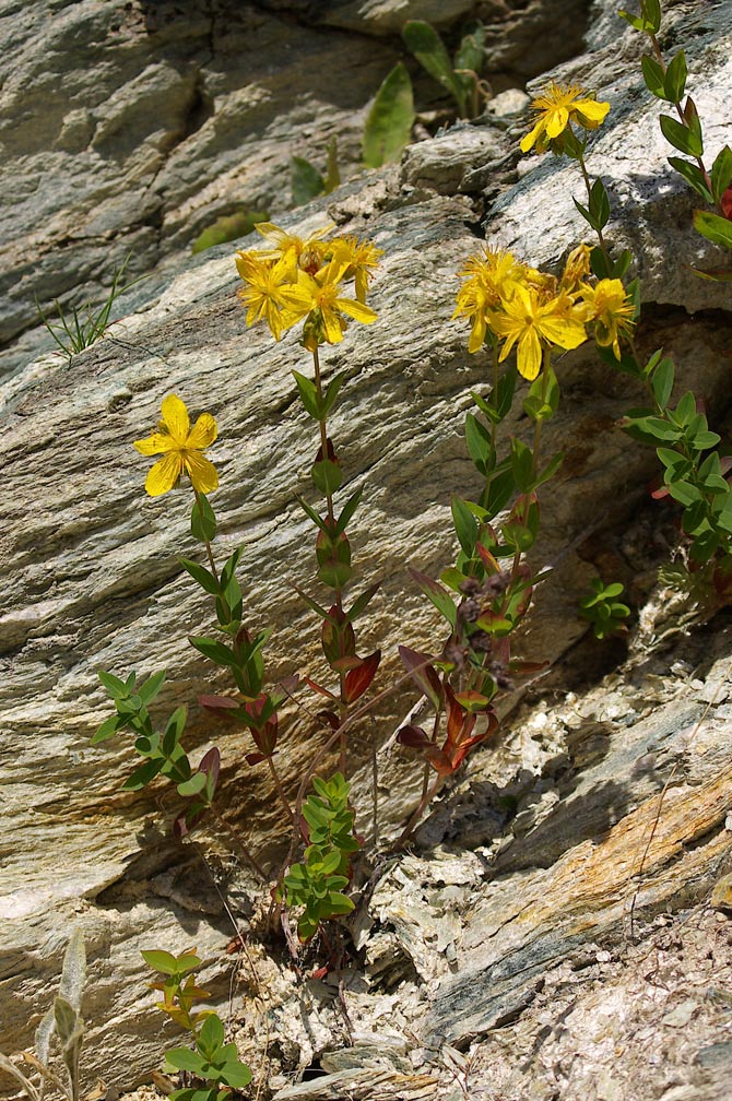 Hypericum richeri / Erba di S. Giovanni di Belleval